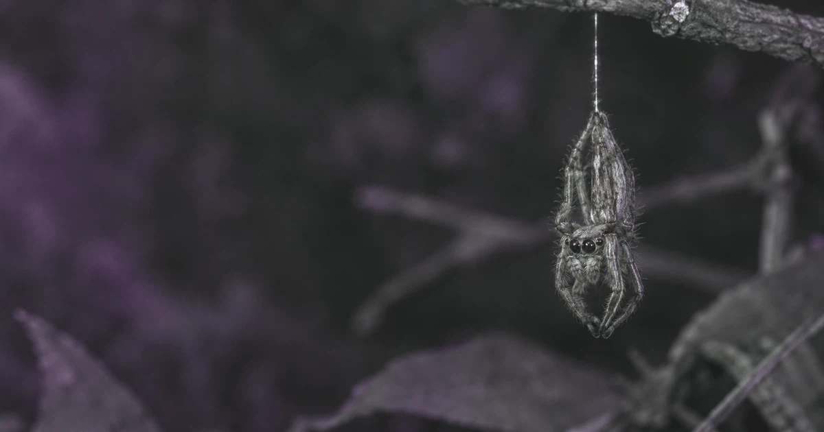 Recreación de una pequeña araña saltadora de grandes ojos frontales colgada boca abajo de un hilo de seda de noche, con luz infrarroja