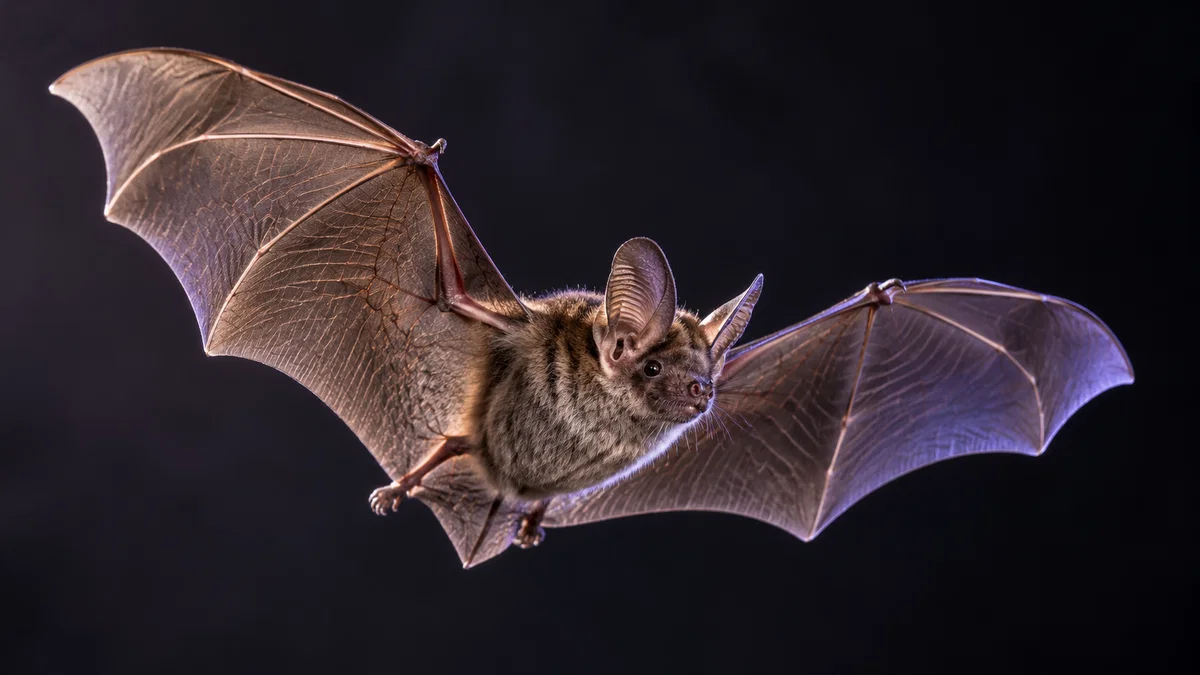 Murciélago en vuelo sobre fondo oscuro con las alas completamente extendidas, con la membrana alar translúcida y las orejas bien visibles