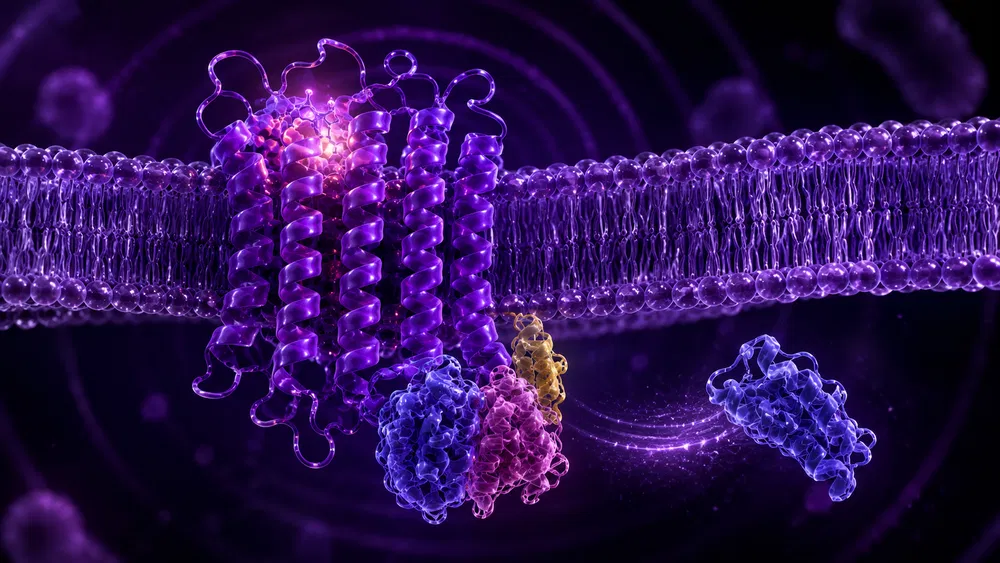 Receptor acoplado a proteínas G de siete hélices insertado en la membrana celular, con el complejo de la proteína G separándose en la cara interna